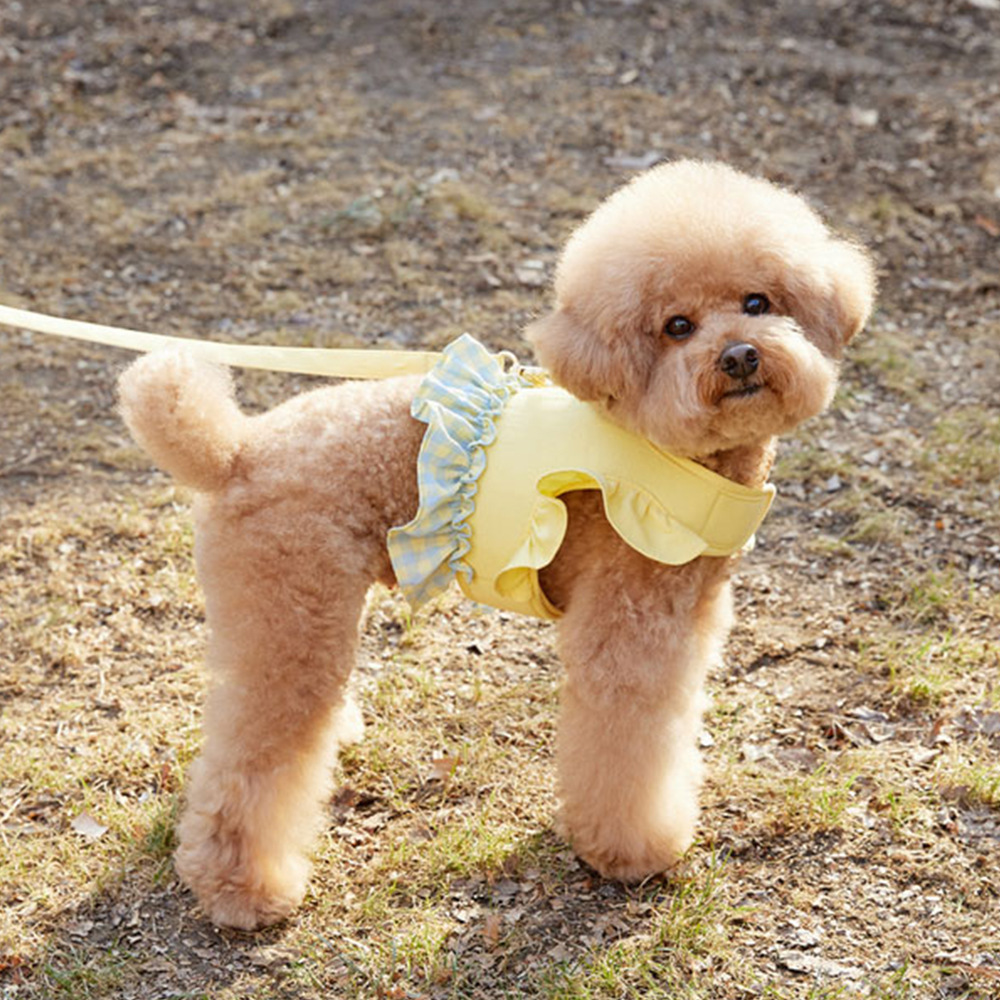 Hundegeschirr mit Farbkontrast – Lace Teddy Lingerie Bewertung und Preis